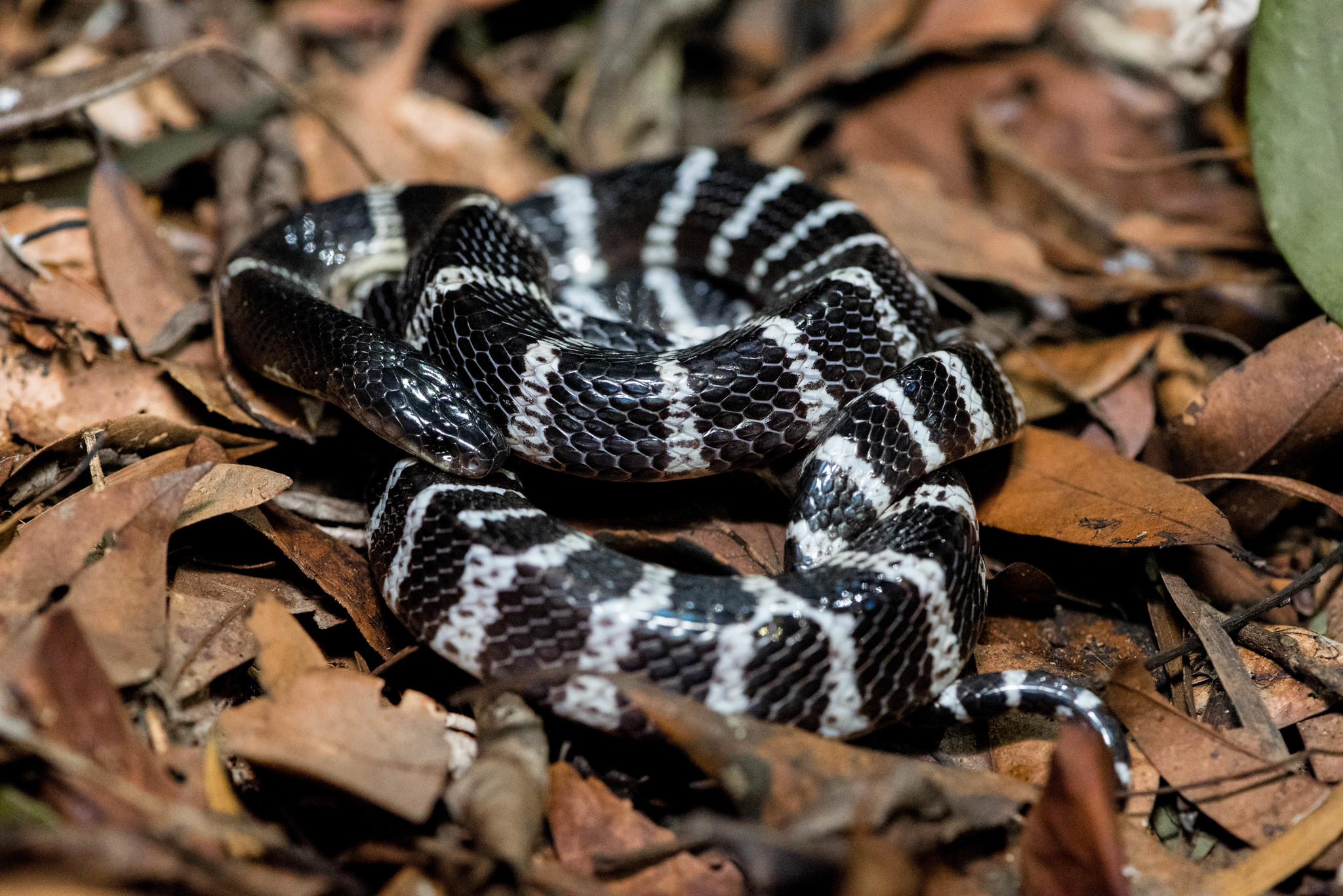 Bungarus wanghaotingi